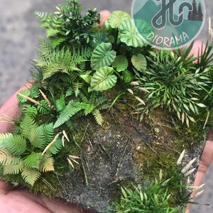 Puede incluir: Un diorama en miniatura que presenta una densa y vibrante escena de bosque verde. El diorama incluye varios tipos de follaje, como helechos, plantas de hoja ancha y pastos, creando un paisaje realista y detallado. El diorama tiene la palabra "DIORAMA" en un logotipo circular.