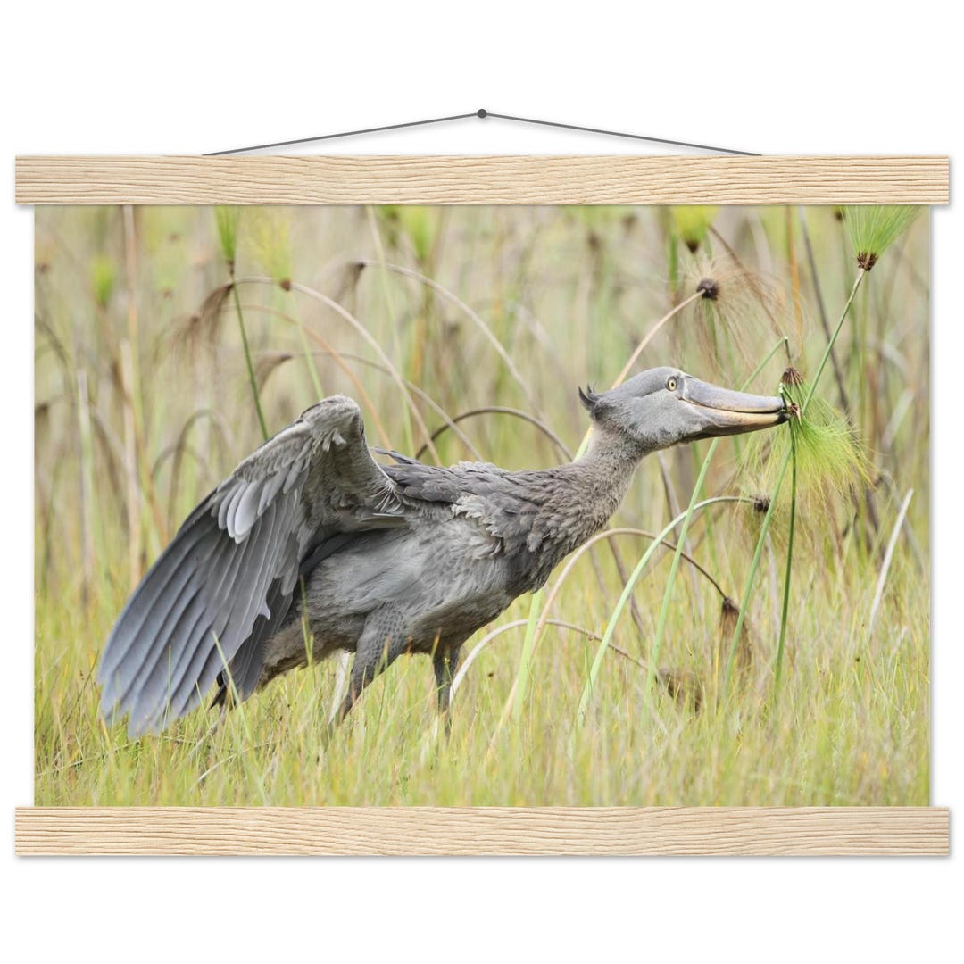 Shoebill Stork Wildlife Photography Wall Hanging Poster | Whale Headed ...