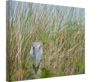 Schuhschnabel Storch Leinwand Wildtiere Fotografie Wandkunst