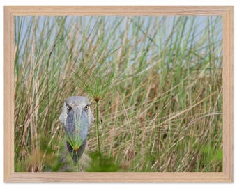 Schuhschnabel Storch 001 Premium Holzbild mit Holzrahmen