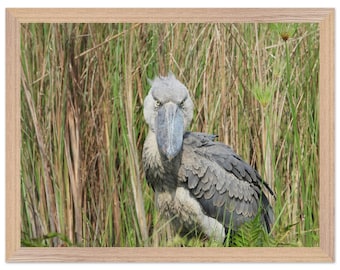 Schuhschnabel Storch Wildtiere Fotografie Wandbehang Poster | Mabamba Sumpf, Uganda |