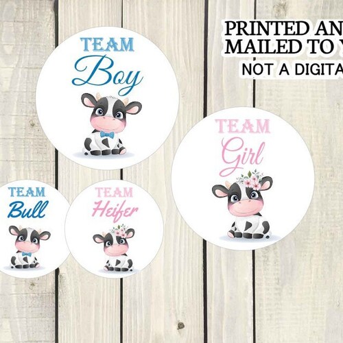 Cow Gender Reveal Party Stickers Heifer or Bull Farm Baby Etsy