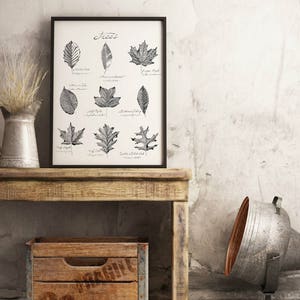 Tree Leaves Print |  14" x 18" Illustration | Large Nature Poster | Scientific Species