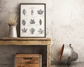 Baum Blätter Druck |  14 "x 18" Illustration | Große Natur Poster | Wissenschaftliche Arten