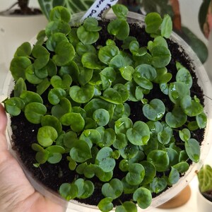 Anthurium Crystal Blush Round Form x Fort Sherman x Doc Block Grower’s Choice Seedlings Collectors Krukväxt
