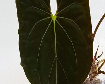 Anthurium Fort Sherman x Papillilaminum Guna Yala Dark Velvet Leaf Híbrido Longboi raro - Plántulas a elección del cultivador Planta de interior para coleccionistas