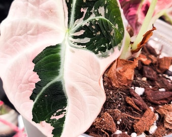 Alocasia Black Velvet Pink Variagated - Sprouted Corm - Seltene Zimmerpflanze