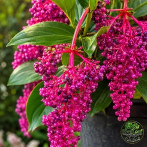 Könnte beinhalten: Eine Medinilla magnifica Pflanze mit Trauben aus leuchtend pinken, perlenartigen Beeren, die an kräftig pinken Stielen hängen. Die Pflanze hat große, glänzende, dunkelgrüne Blätter mit deutlichen Blattadern, die wechselständig angeordnet sind.