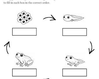 Frog Life Cycle Worksheet (PDF) - Science Printable For Kids