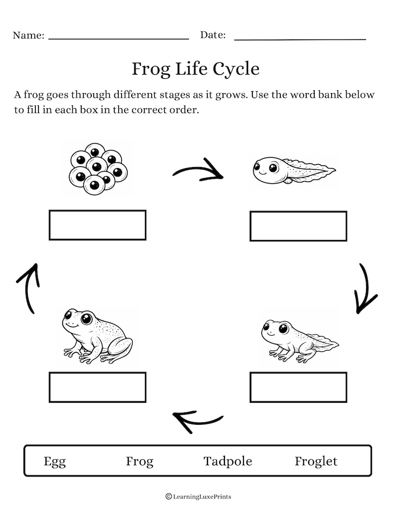 Frog Life Cycle Worksheet (PDF) - Science Printable for Kids - Etsy UK