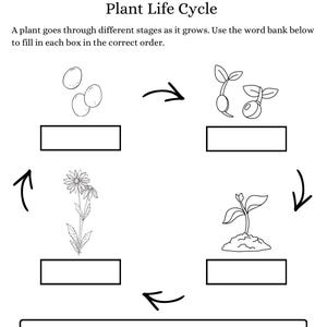 May include: Black and white worksheet titled "Plant Life Cycle" with blank spaces for labeling the stages of plant growth. The word bank includes "Seed," "Flower," "Plant," and "Sprout."