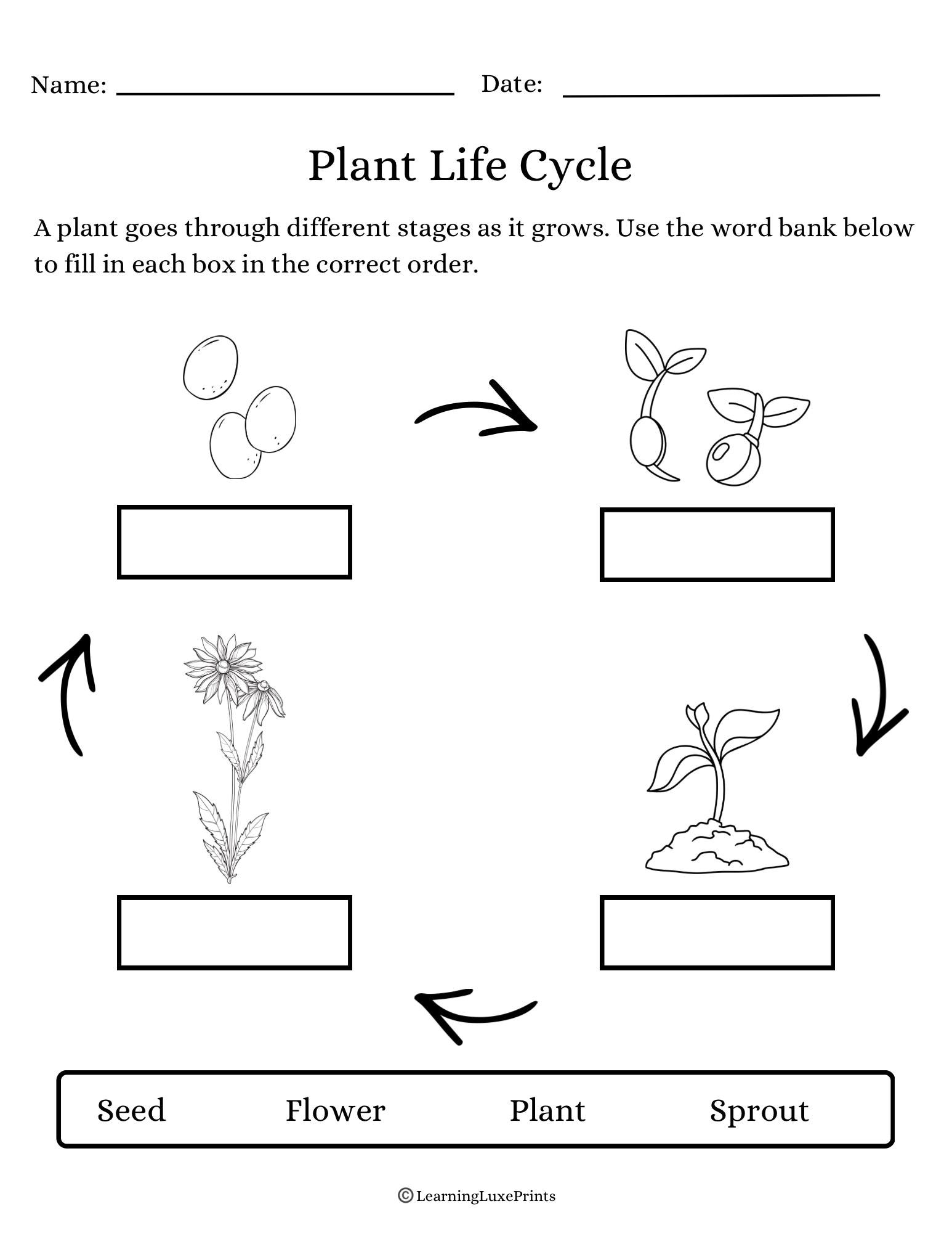 Plant Life Cycle Worksheet - Etsy