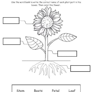 May include: Black and white worksheet titled "Parts of a Plant." The worksheet features a detailed illustration of a sunflower with labeled boxes pointing to different parts. Includes a word bank with "Stem," "Roots," "Petal," and "Leaf."