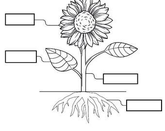 Parts of a Plant Worksheet/ Science Printable for Kids/ Preschool and Kindergarten Activity