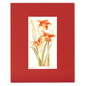 Day Lily - 1929 Colored Print