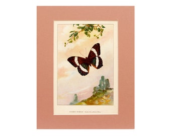 Banded Purple Butterfly - 1926 Color Print