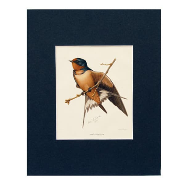 Barn Swallow - 1901 Color Plate