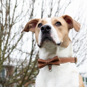 May include: A white and brown dog wearing a brown leather collar with a brown bow tie. The dog is looking up and has a serious expression on its face.