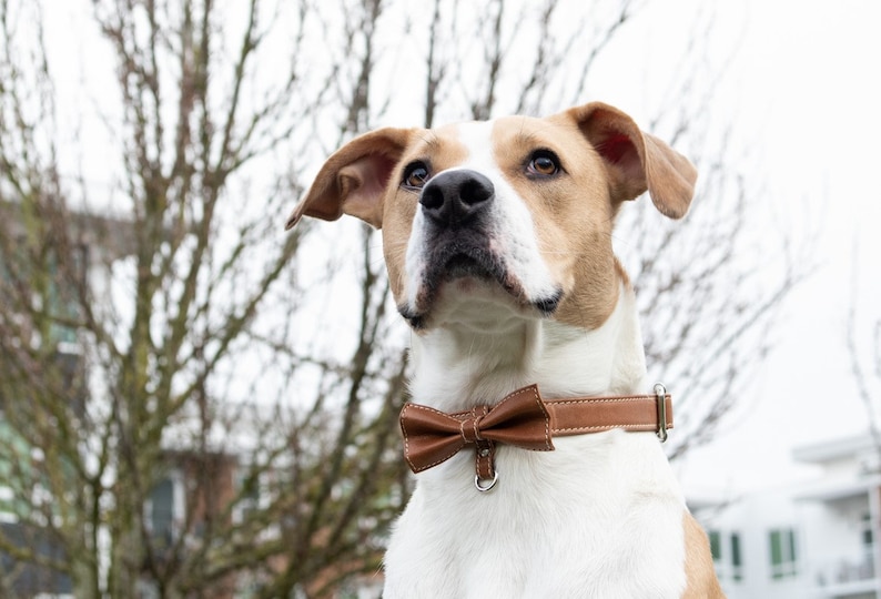 May include: A white and brown dog wearing a brown leather collar with a brown bow tie. The dog is looking up and has a serious expression on its face.