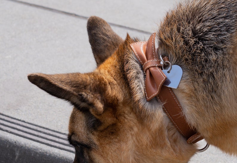 May include: A brown leather dog collar with a heart-shaped tag and a brown leather bow.