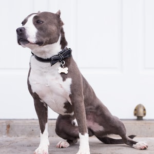 May include: A gray and white pit bull terrier wearing a black bow tie and a bone-shaped tag on a black leather collar. The dog is sitting on a concrete surface in front of a white door.