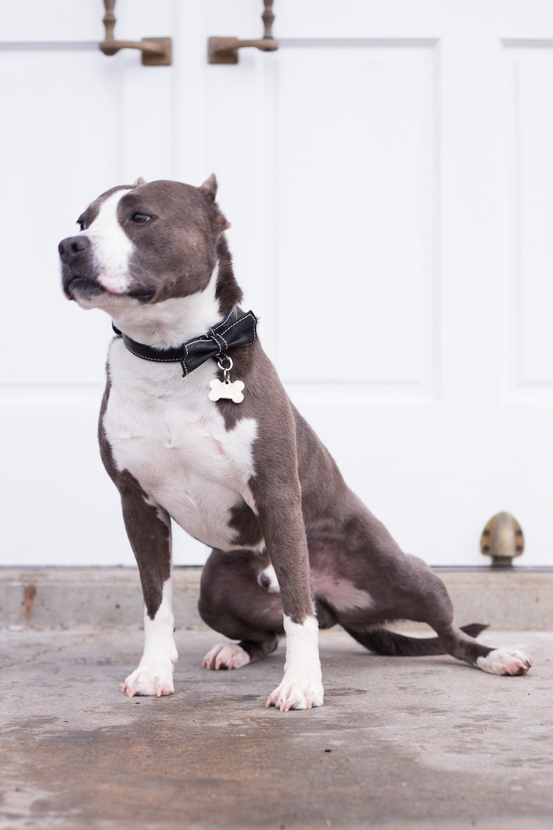 May include: A gray and white pit bull terrier wearing a black bow tie and a bone-shaped tag on a black leather collar. The dog is sitting on a concrete surface in front of a white door.