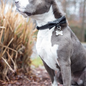 May include: A gray and white pit bull terrier wearing a black bow tie and a black collar with a bone-shaped tag. The dog is sitting on a concrete surface with brown mulch in the background.