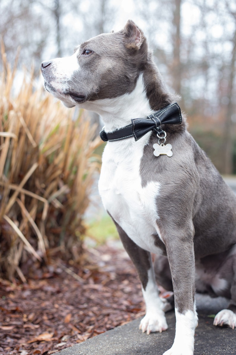 May include: A gray and white pit bull terrier wearing a black bow tie and a black collar with a bone-shaped tag. The dog is sitting on a concrete surface with brown mulch in the background.