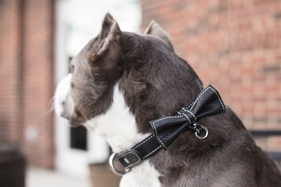 Leather bow tie dog collar hotsell