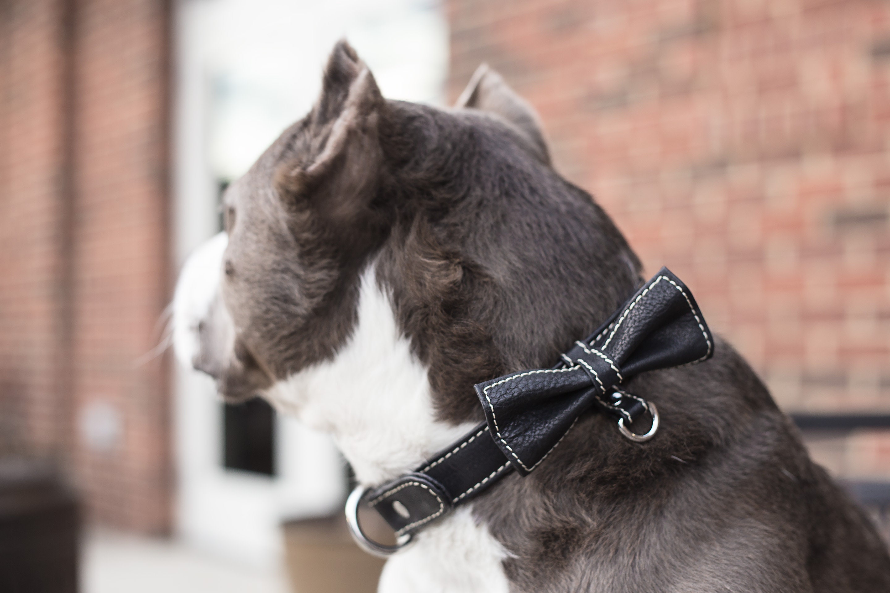Collier Pour Chien avec Nœud Papillon - Collier en Cuir à Dégagement Rapide de Mariage Arc Chiens Pi