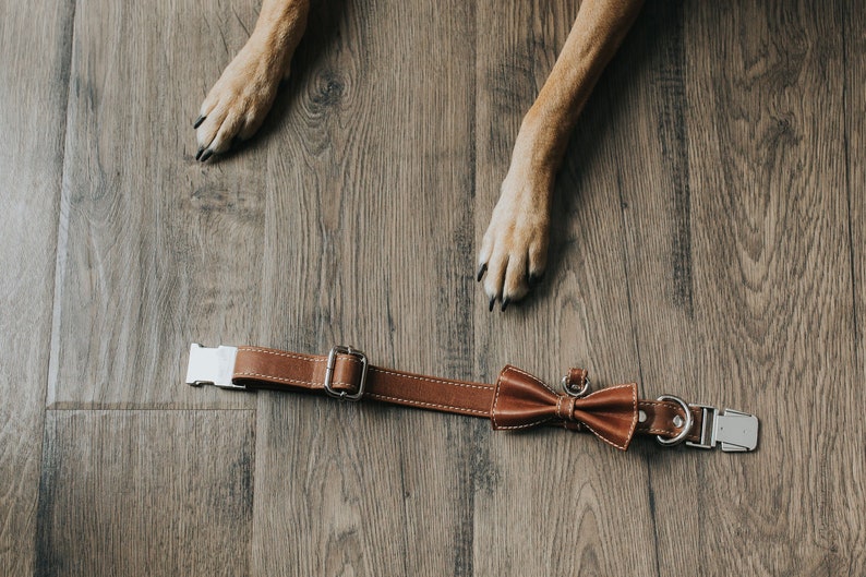 May include: A brown leather dog collar with a silver buckle and a brown leather bow tie.