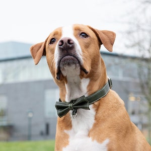 May include: A brown and white dog wearing a green leather collar with a matching bow tie. The dog is looking up and has a serious expression on its face.