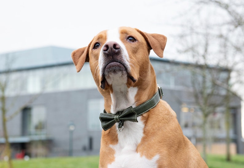 May include: A brown and white dog wearing a green leather collar with a matching bow tie. The dog is looking up and has a serious expression on its face.