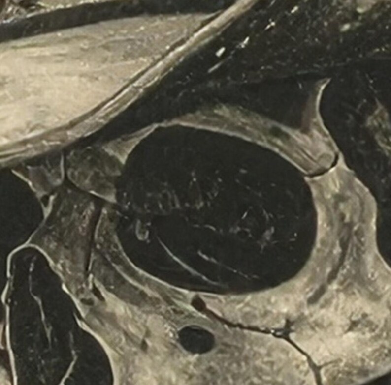 May include: Close-up of a detailed, grayscale illustration of a human skull. The image highlights the eye socket and surrounding bone structure, with shadows and highlights creating depth. The skull appears to be aged or weathered.