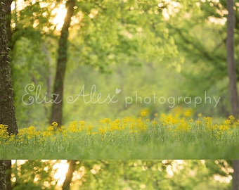 Digital Background  Yellow Flower field at Sunset -  Eliz Alex-  Instant Download, composite, stock