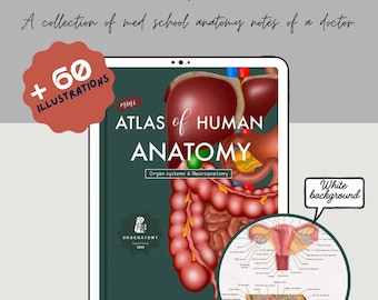 Mini Atlas of Human Anatomy (neuroanatomy) - Etsy