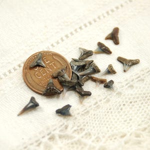 Puede incluir: Una colección de pequeños dientes de tiburón fosilizados, algunos de los cuales están dispuestos alrededor de un centavo estadounidense con la inscripción "ONE CENT".