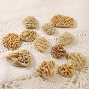 Puede incluir: Una colección de 10 pequeñas piedras porosas de forma irregular, de color beige y marrón, con una superficie texturizada. Las piedras están dispuestas sobre una tela blanca de crochet.