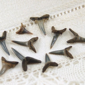 10 small ancient fossilized small sand tiger shark teeth (stock photos)