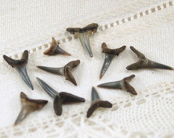 10 small ancient fossilized small sand tiger shark teeth (stock photos)
