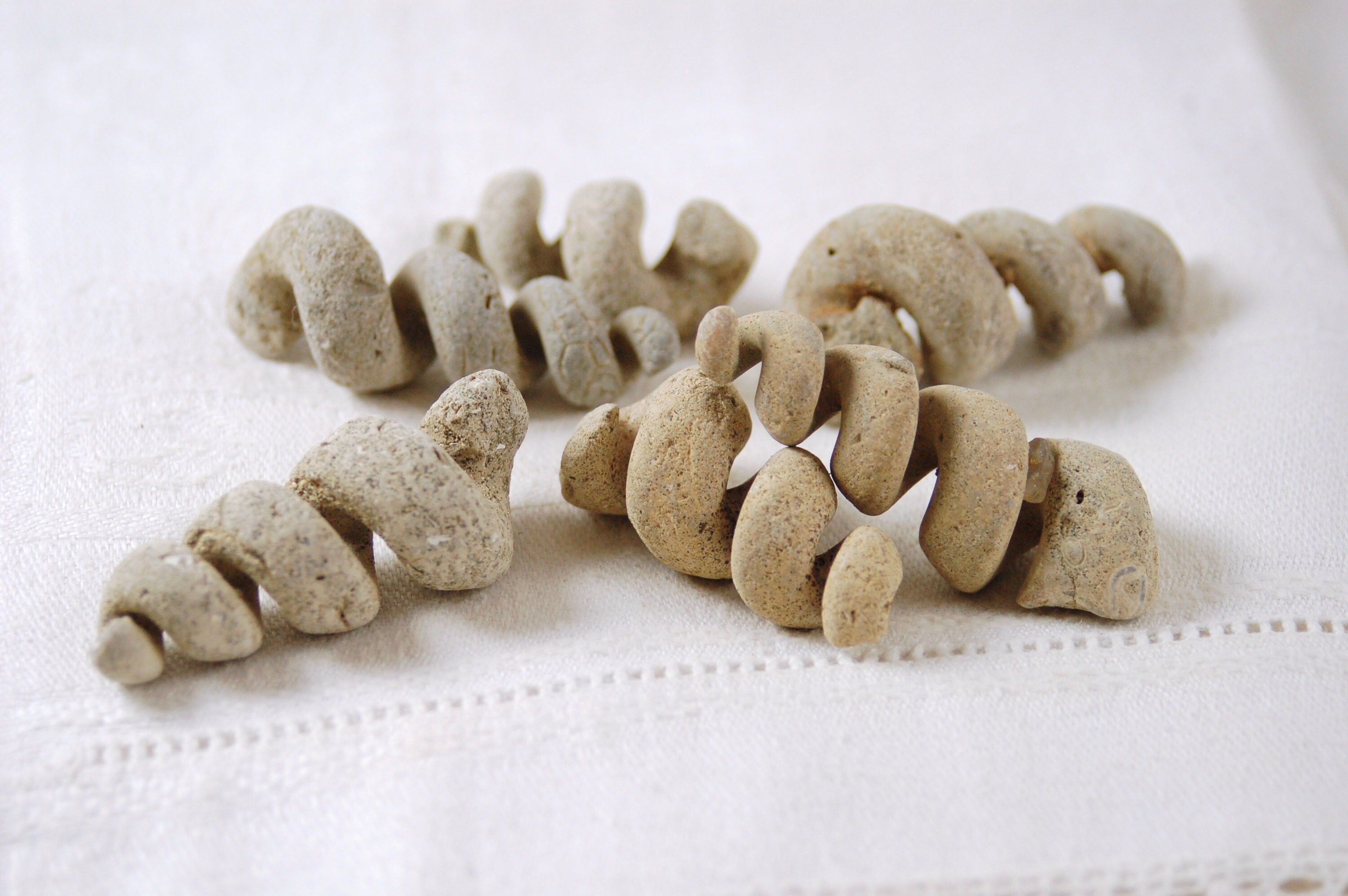 6 つの大きな Turritella 化石、螺旋状の巻貝の殻、腹足類の内部鋳型