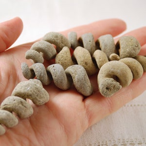 6 larger Turritella fossils spiral snail shell gastropod internal molds (stock photos)