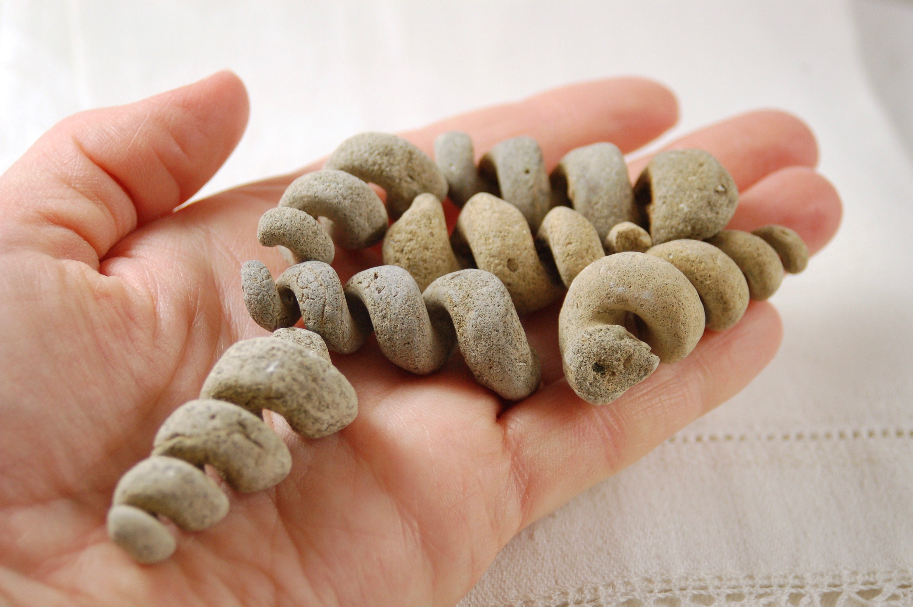 6 つの大きな Turritella 化石、螺旋状の巻貝の殻、腹足類の内部鋳型