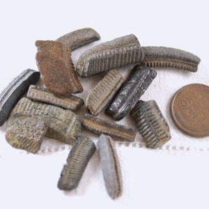 14 assorted fossilized ray dental plates teeth (stock photos)