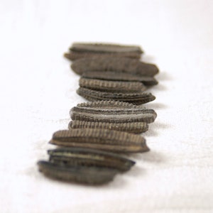 12 fossil stingray dental plates teeth - tiny thin fossilized (stock photos)