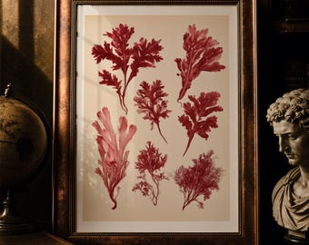 May include: A framed wall art print featuring a collection of seven distinct deep red seaweed or coral specimens arranged on a light beige background. The artwork is encased in a dark metallic bronze frame with a textured, ornate border design.
