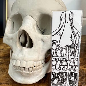 May include: A white skull with detailed facial features and a bookmark featuring a black and white anatomical illustration of teeth and bone structure. The skull is a prominent display piece.