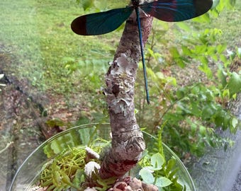 Dragonfly Glass Dome | Woodland Entomology Decor | Whimsical Nature Cloche | Cottagecore Curio Display