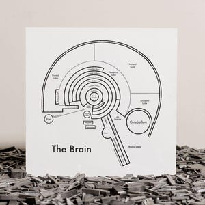 The Brain Anatomy Diagram 8"x8" Letterpress Art Print
