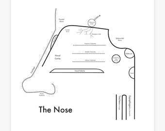 Sinus Chart